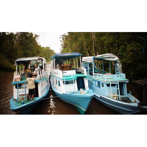 Kelotok Orangutan Tanjung Puting