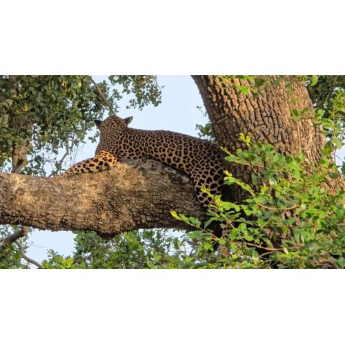 Kumana safariThapobane safari service