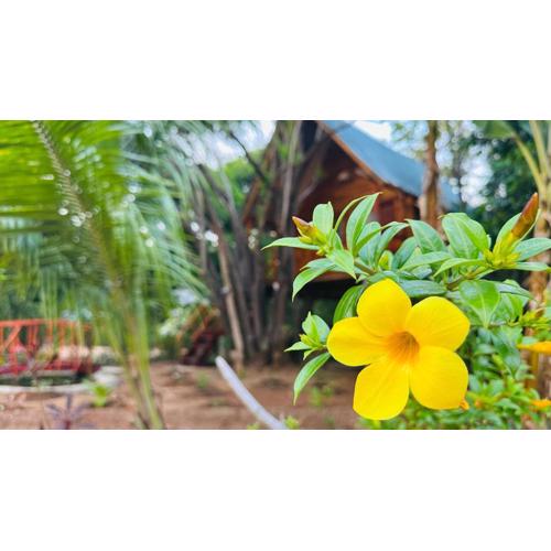 Kurulu Kele Family Tree House