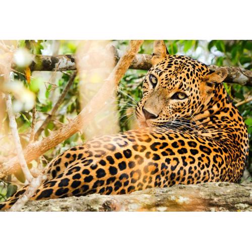 La Safari Inn Tissamaharama