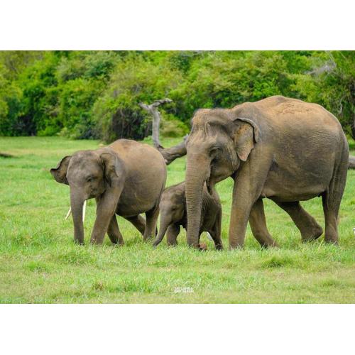 Lakmal Homestay ,10 minutes to Sigiriya Rock