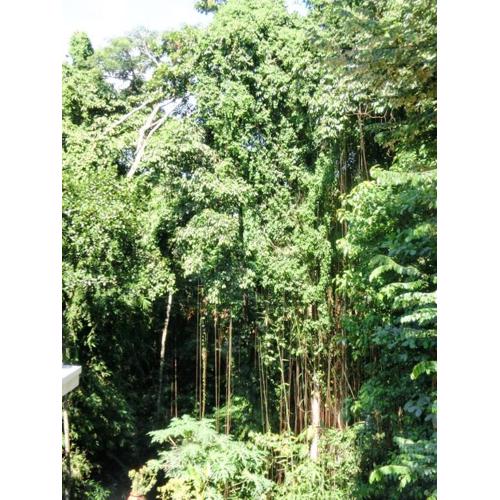 Latugu Homestay Ubud