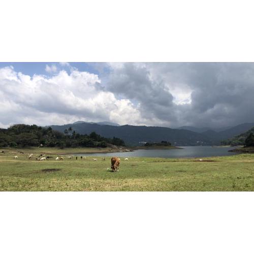 Lion's Girl Nature Bungalow