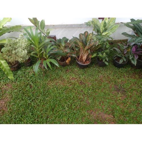 mailakska green Villa