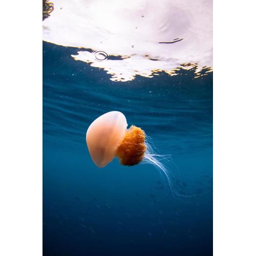 Mansuar Raja Ampat Bungalows