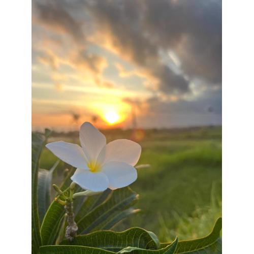 Medewi Surf And Stay