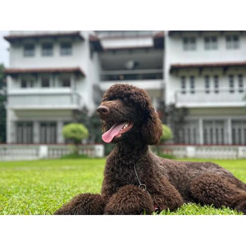 MiraNamin Nest BANABA Suite in Unique Historic Home - Garden View, Shared Kitchen, Rooftop, Pet Friendly with a Fee