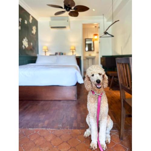 MiraNamin Nest CALACHUCHI Room in Unique Historic Home - Balcony, Rooftop, Garden View, Shared Kitchen, Pet Friendly with a Fee