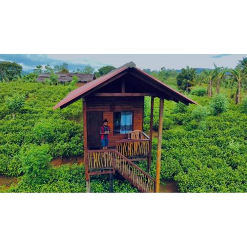 Misty Mountain- Sinharaja