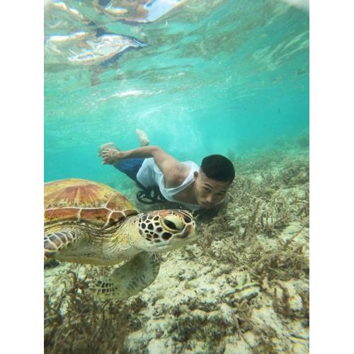 Moalboal Indino's Guesthouse sardines run and sea turtle 1 minute walking distance