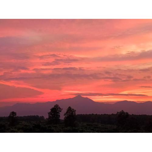 Napahong Treehouse นาป่าฮง