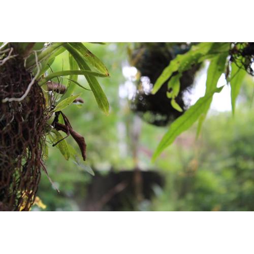 Natures Bliss Garden Stay