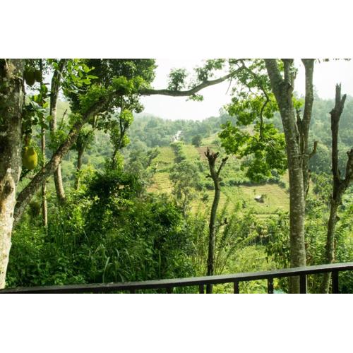 New Silent Nest Kitelella