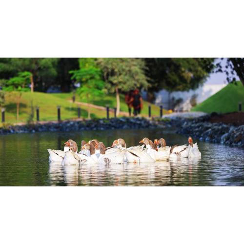 Nirvana Retreat By Patanjali Wellness Initiative