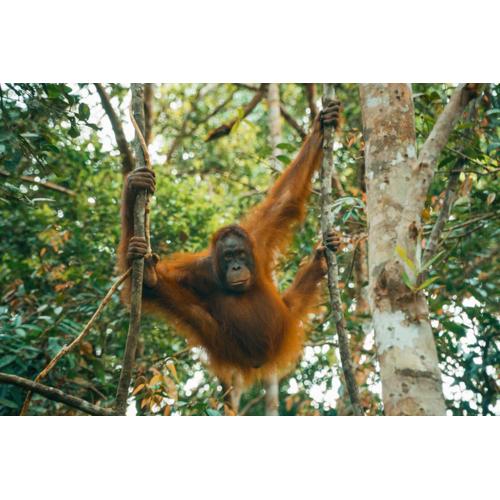 Orangutan & Restoration Camp