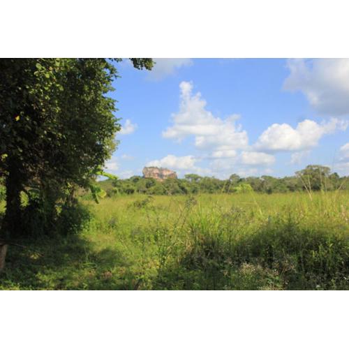 Paddy Field view Lodge Sigiriya