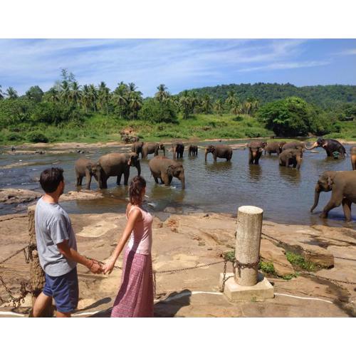 Peacock Village Pinnawala - Offer Alert! Elephant Welfare Program