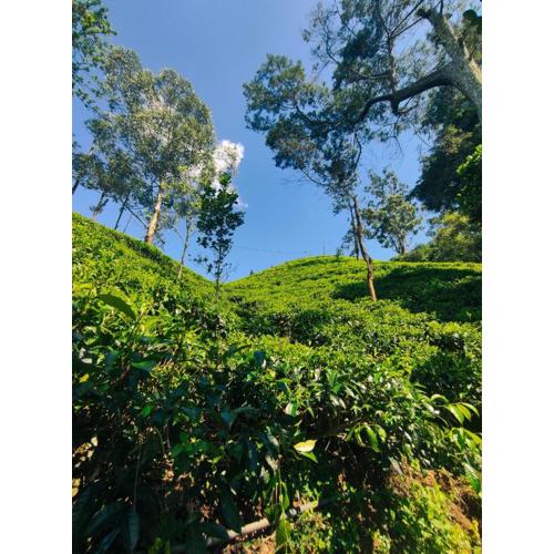 Pepper Garden Resort