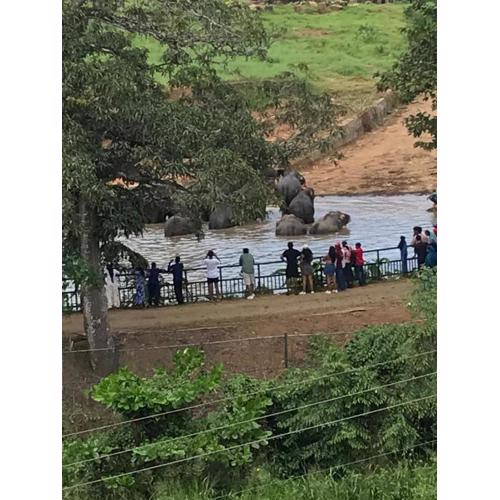 Pinnawala Elephant Front View Hotel