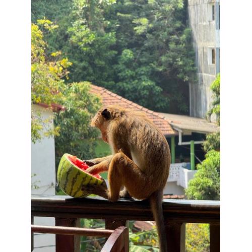 Polelanka guest house