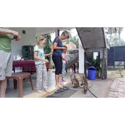 Priyanna Guest, Forest view