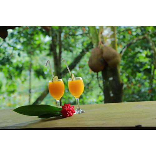 Rainforest Edge
