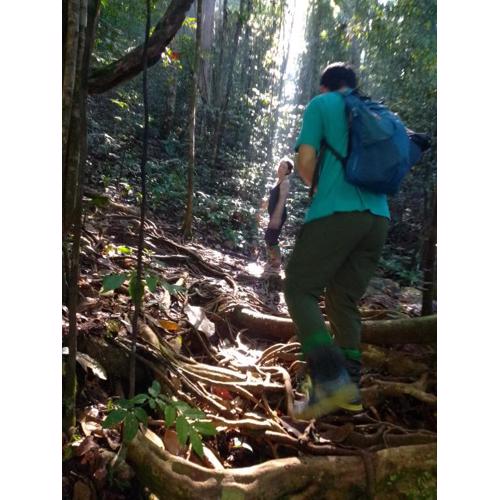 Rainforest River Edge