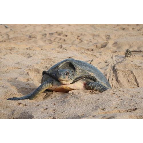 Ras Al Jinz Turtle Guest House