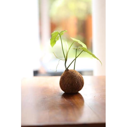 Rovenluck Eco Cabana