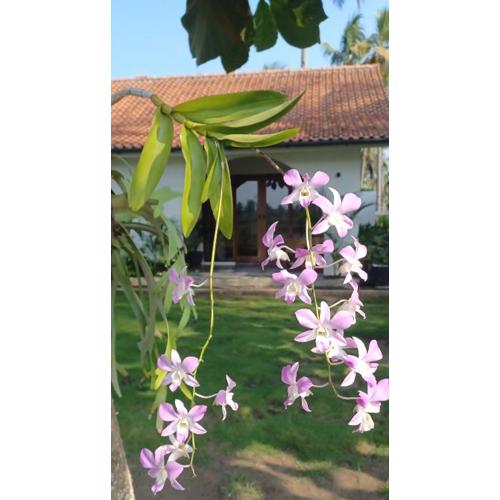 Rumah Markisa Batukaras