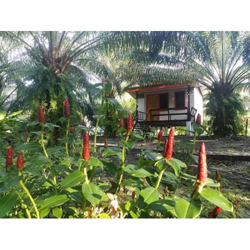 สบายคันทรีรีสอร์ท ปากเมงSa-buy country resort Pak Meng