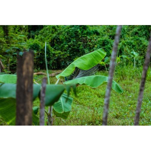 sanduni villa with flora & fauna