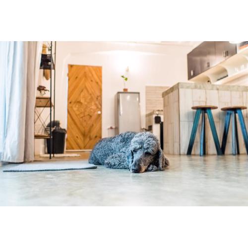 SAYA Nest Self-Service Home in Rainforest Nest with Kitchen - Monkeys, Bats, Pet Friendly with a Fee