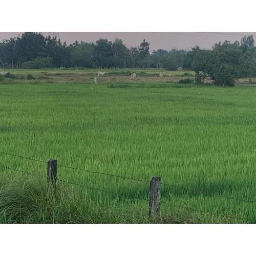 Scarlett Near Mount Zion