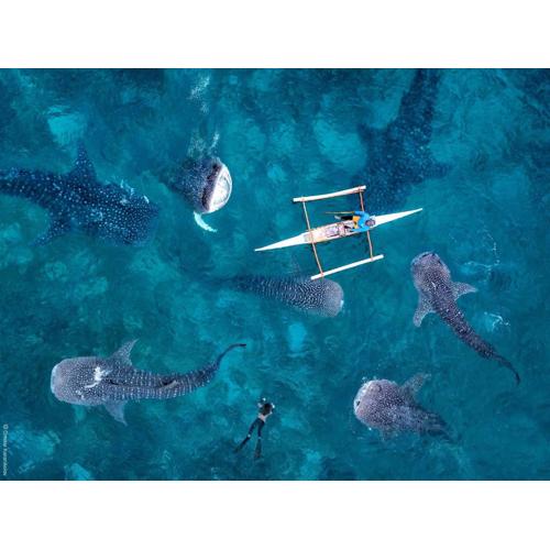 Sharky Hostel Oslob