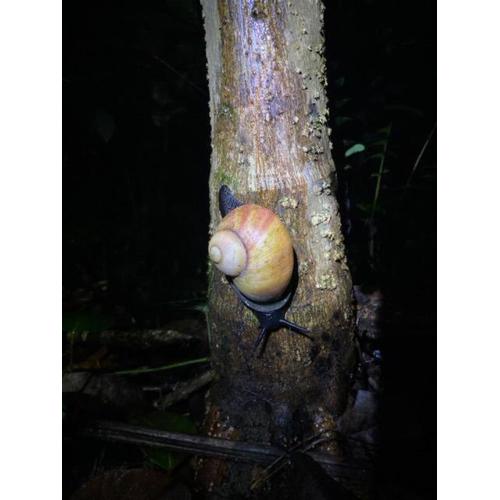 Sinharaja Green Villa Homestay