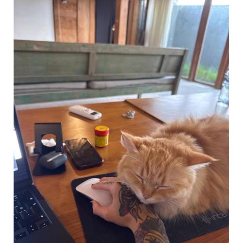 Spacious Family Home & Office Canggu, stay with cats