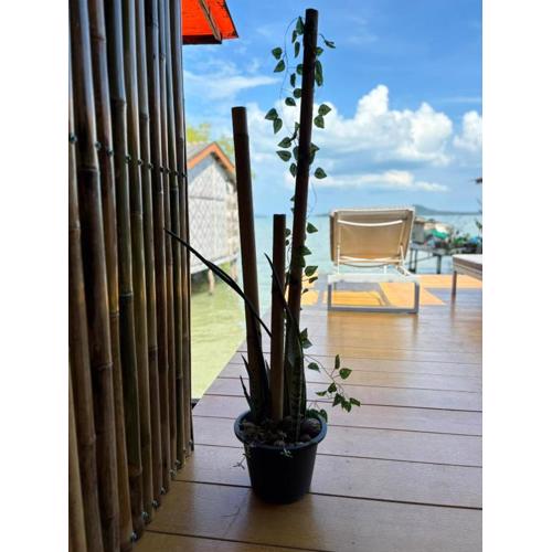 Star house old town lanta