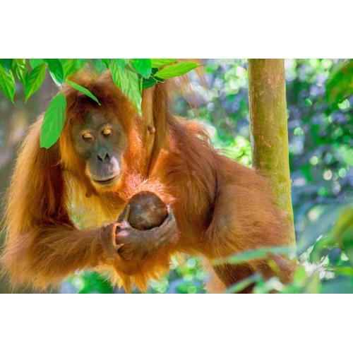 Sumatran OrangutanTRAILS