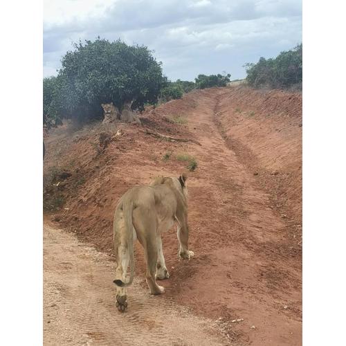 Tausa Tsavo Eco Lodge