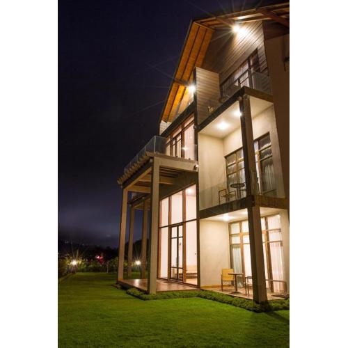 Tea Plant Nuwara Eliya