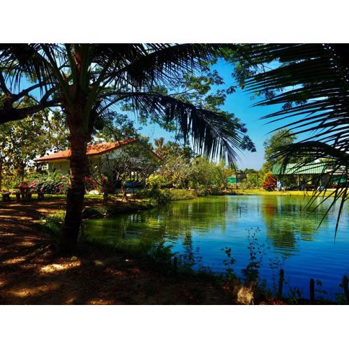 Tea Tree House in Chiang Mai