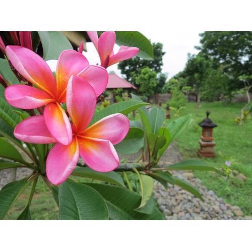 TEGAL SARI, Pemuteran- North Bali