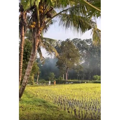 Tepi Sawah Syariah Homestay