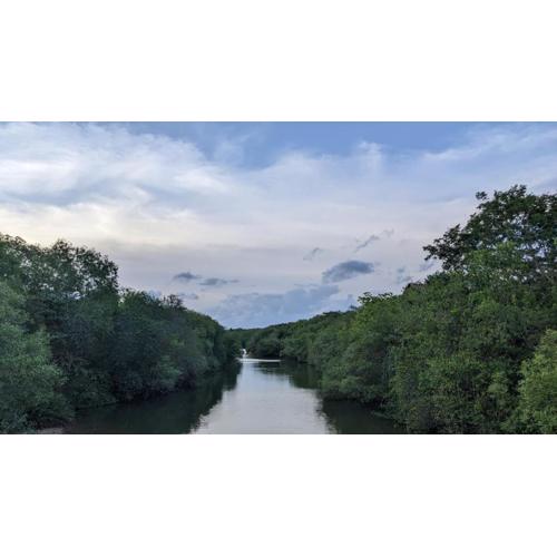 The Alpha monkey tree house