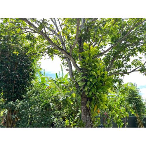 The Green Haven Villa