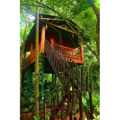 The Hidden Treehouse