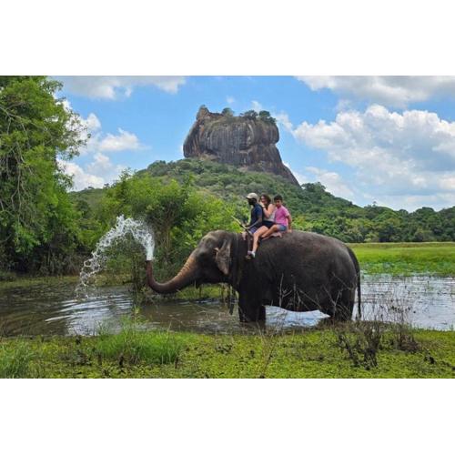 The Wild Elephant Resort