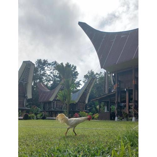 Toraja Homestay & Coffee Bunna