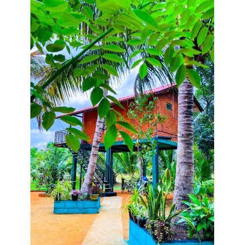 Tree Top View Tree House